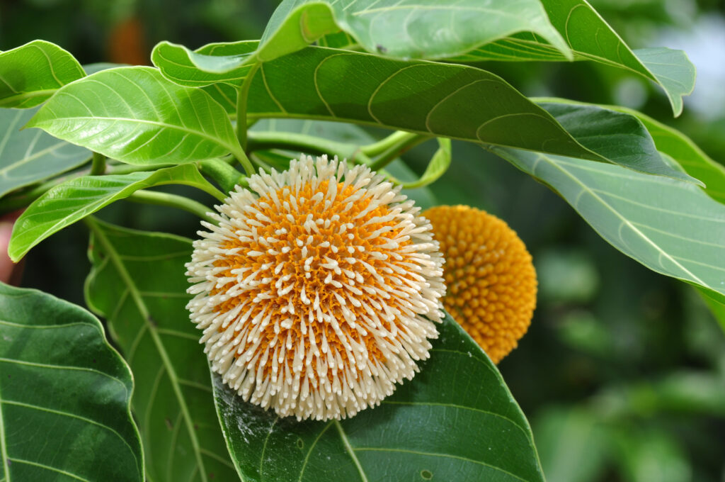 A Kadamba flower.